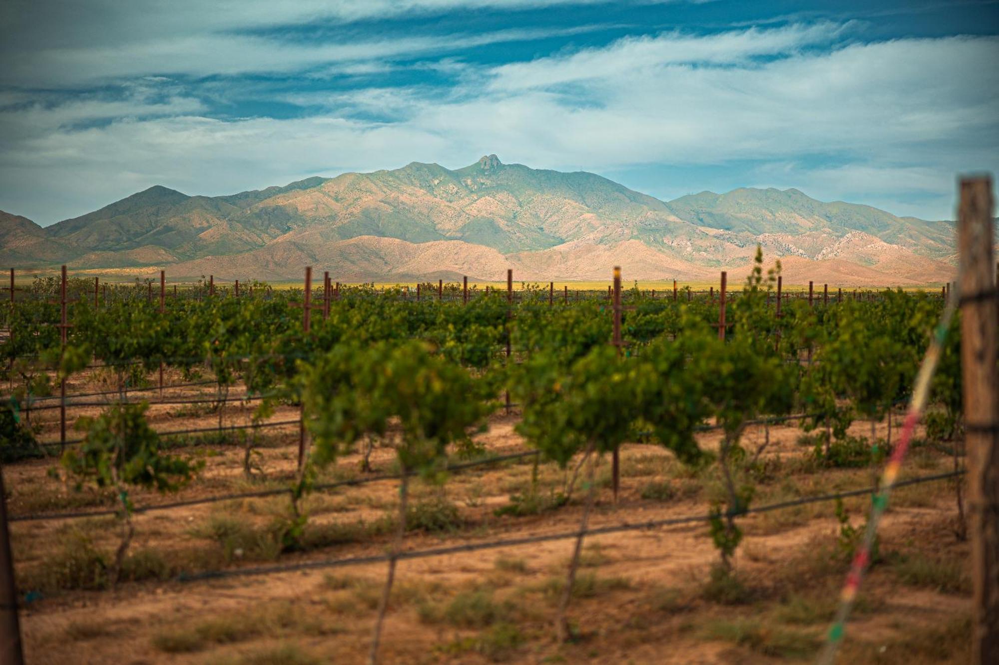הוילה ווילקוקס Casa Barbera At Tirrito Farm מראה חיצוני תמונה